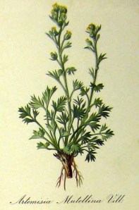 artemisia